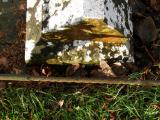 image of grave number 603453